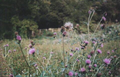 ��J�ˎ��n�̖�A�U�~