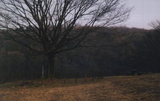 �g�g���̖�