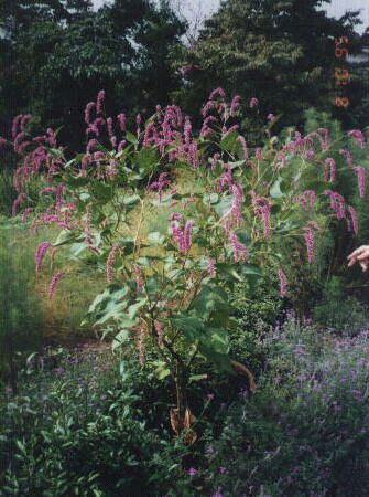 �I�I�P�^�f