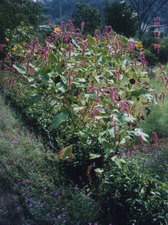 �I�I�P�^�f