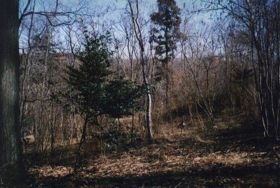 �g�g���̐X�P���n