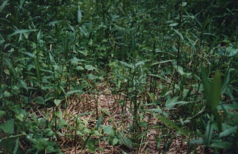 �N�}�m�X�Y�N�T