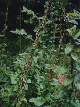 �N�}�m�X�Y�N�T