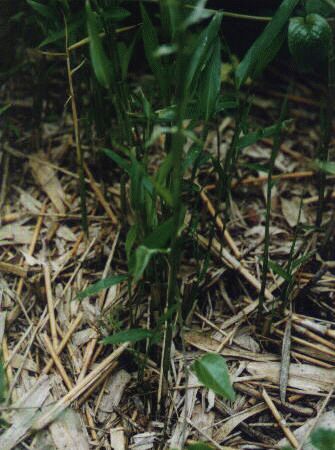 �N�}�m�X�Y�N�T