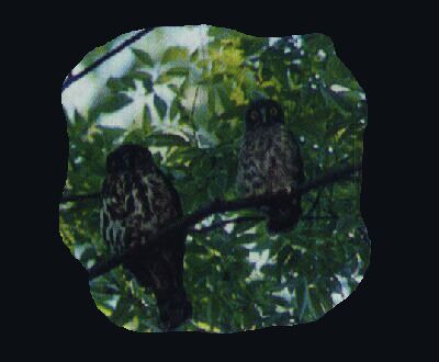 �A�I�o�Y�N