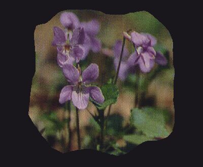 �^�`�c�{�X�~��