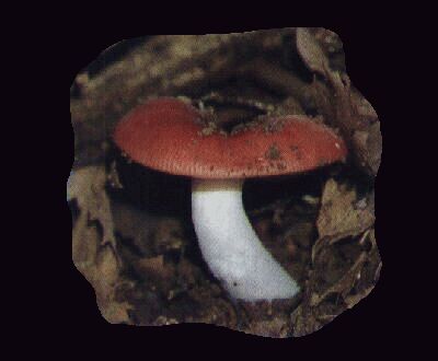 �h�N�x�j�^�P