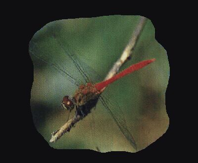 �}���^�e�A�J�l