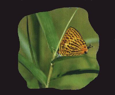 �E���i���A�J�V�W�~