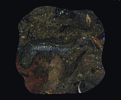 �g�E�L���E�T���V���E�E�I