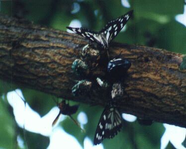 ゴマダラチョウ(1)