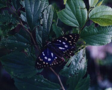 オオムラサキ(1)