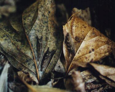 オオムラサキ(2)