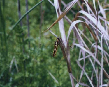 ハラビロトンボ