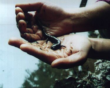 トウキョウサンショウウオ