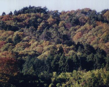 �g�t�̓V����