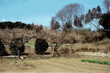 �\����(�Ƃ��Ȃ���)�̔�