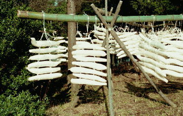 �\��Ђ̑卪����