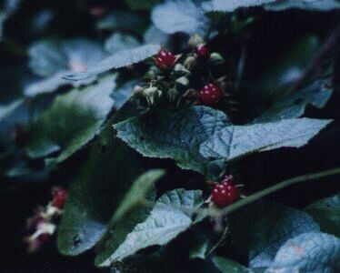 ミヤマフユイチゴ