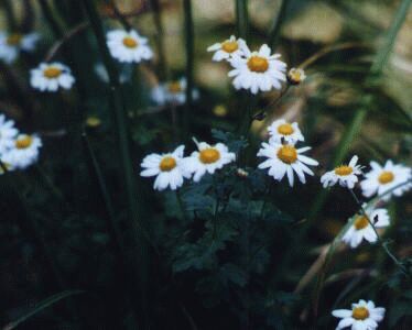 リュウノウギク