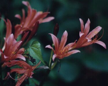 キツネノカミソリ