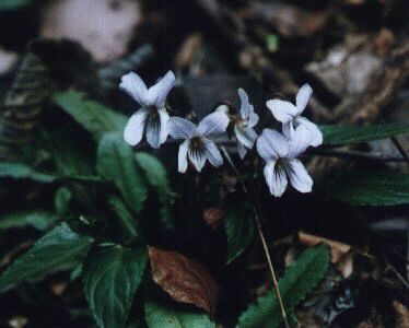 ナガバノスミレサイシン