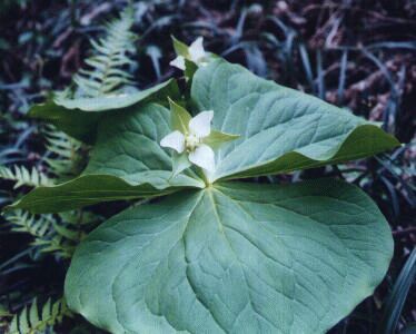 ミヤマエンレイソウ