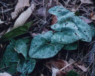 カントウカンアオイ