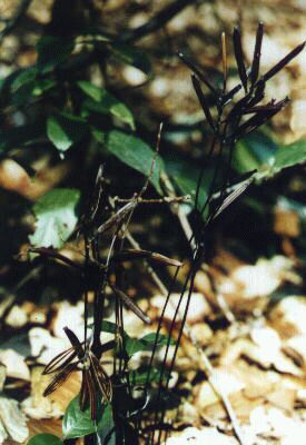 クロムヨウラン