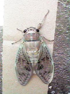 �A�u���[�~�P