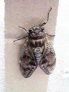 �A�u���[�~�Q