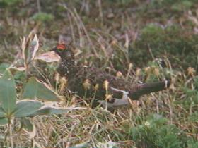 ���C�`���E�̃I�X