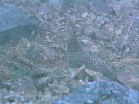 ���C�`���E�̐e�q