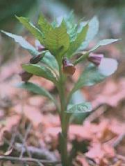 �n�V���h�R��