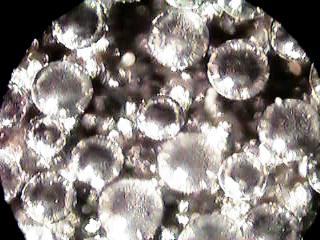 ���r�[�Y�P