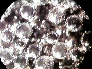 ���r�[�Y�Q